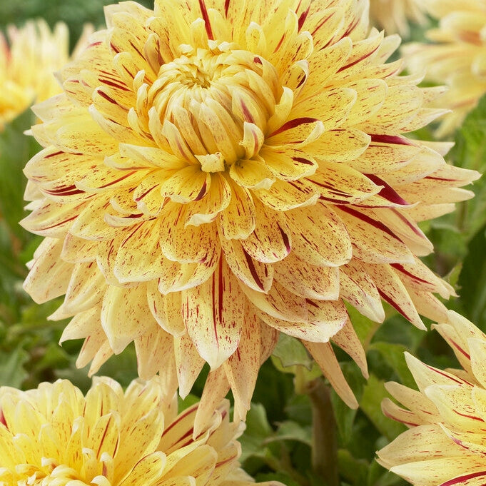 Dahlia Dekorativ Cambridge 1-pack